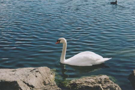 Zurich Swan 2005